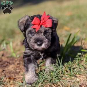 Remi, Miniature Schnauzer Puppy